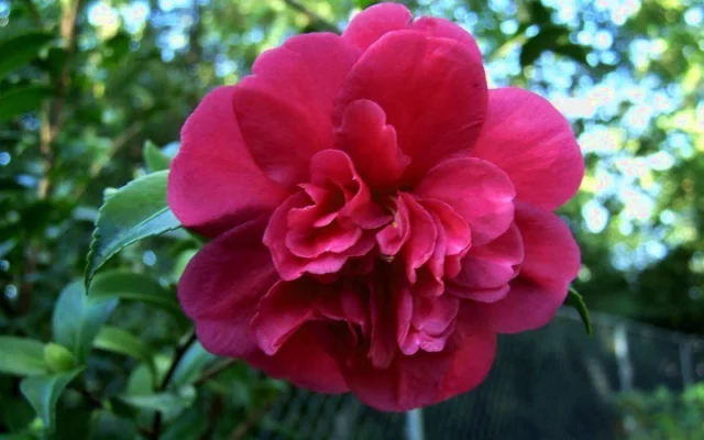 Camelia autunnale lucca