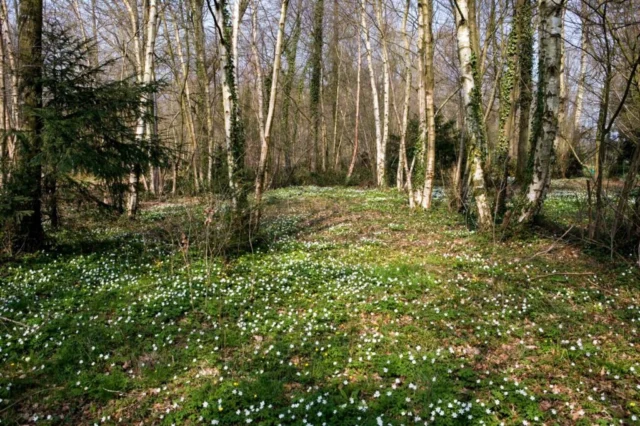 anemone fiore