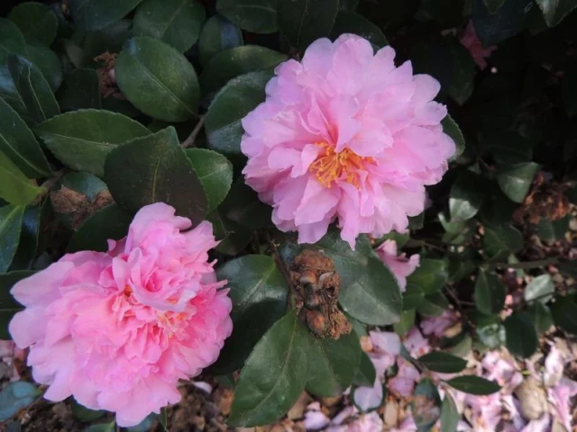 Camellia autunnale