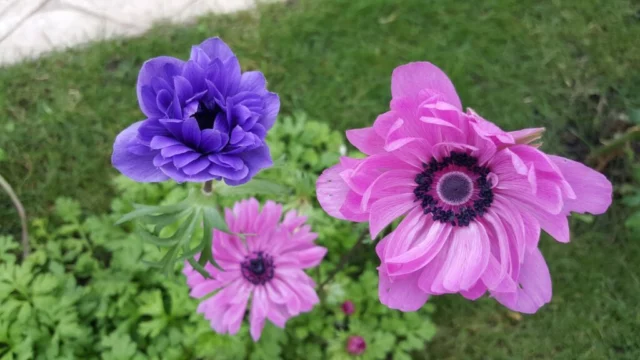 anemone coronaria Gruppo St. Brigid