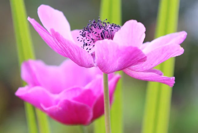 anemone fiore coronaria gruppo de Caen