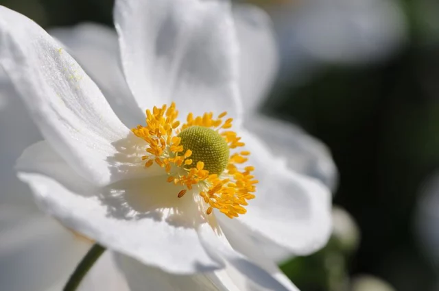 anemone japonica