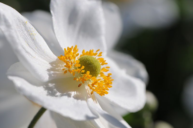 anemone japonica