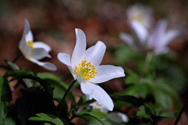 anemone nemorosa