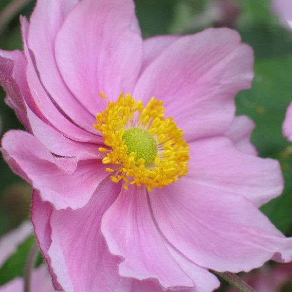 anemone x hybrida