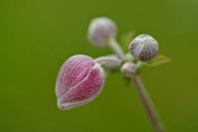 bocciolo di anemone