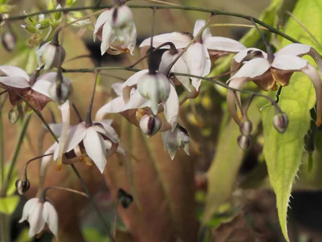 Epimedium