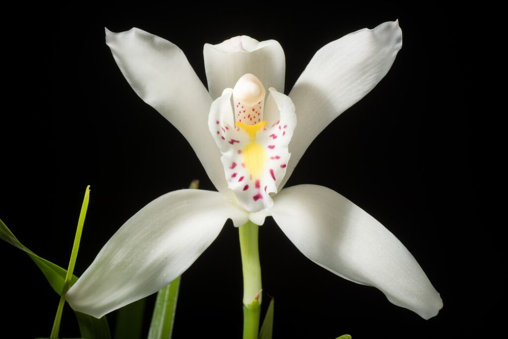 orchidee Cymbidium