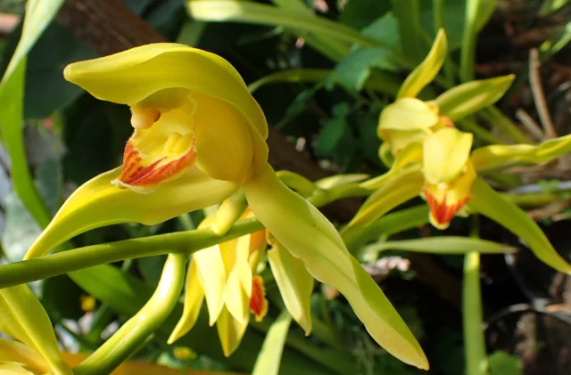 orchidee Cymbidium lowianum