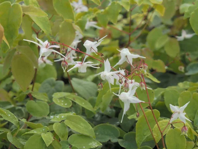 Epimedium