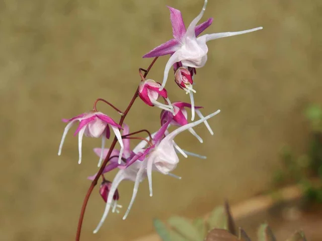 Epimedium