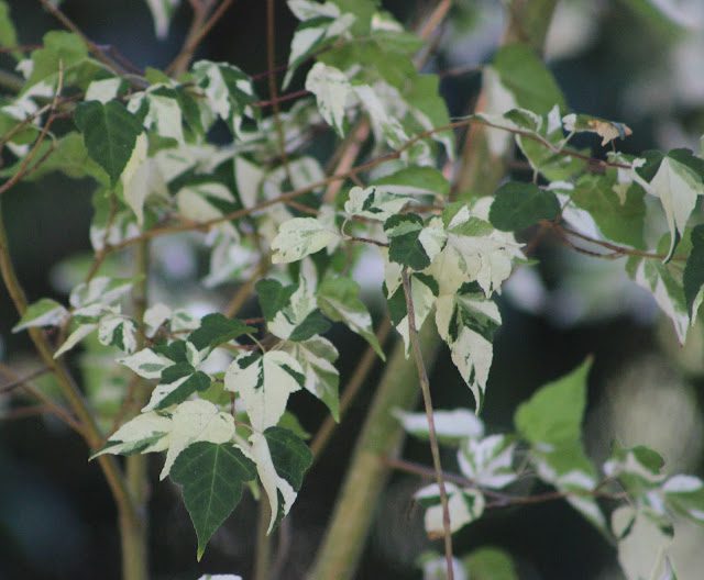 Acer crataegifolium 'Veitchii' ©Alessandro Biagioli