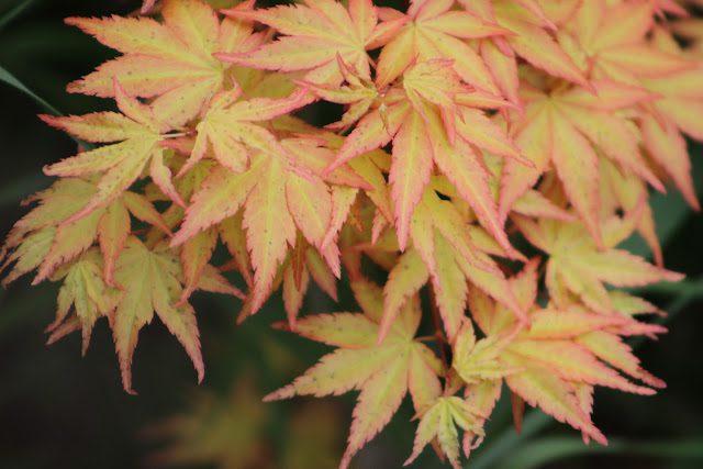 Acer palmatum Akane Â©Alessandro Biagioli