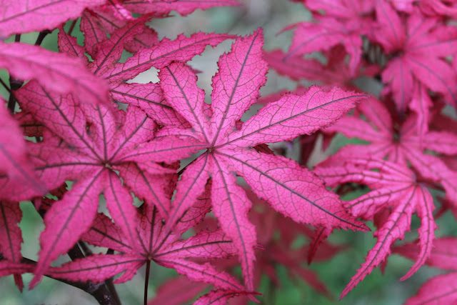 Acer palmatum Amagi shigure acero giapponese