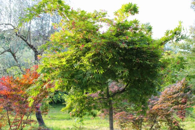 Acer palmatum Osakazuki ©Alessandro Biagioli