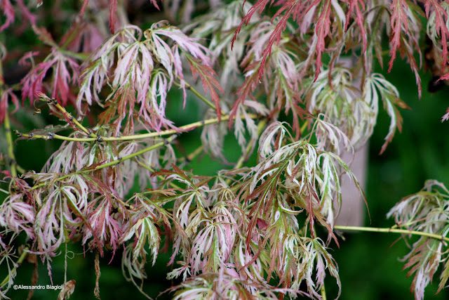 Acer palmatum Beni shidare tricolor (matsumurae ,dissectum group) ©Alessandro Biagioli