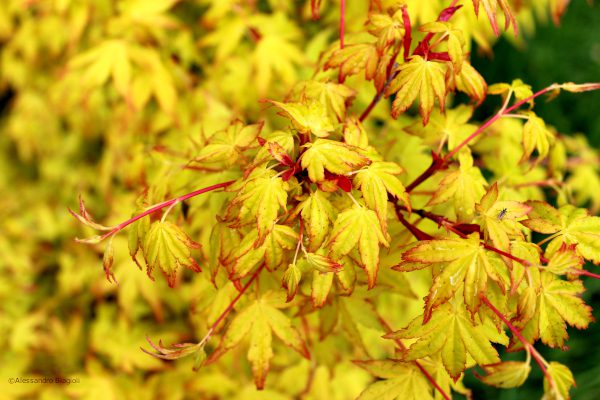 Acer palmatum CalicoÂ©Alessandro Biagioli