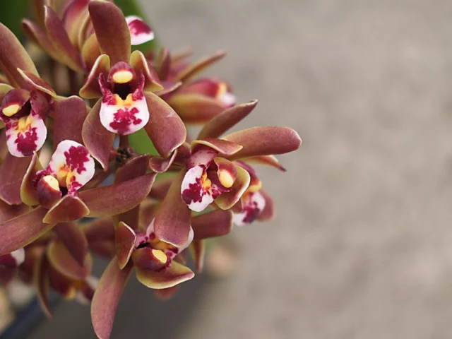 orchidea cymbidium invernale