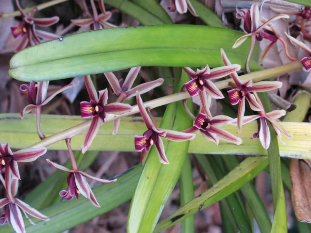 orchidea cymbidium aloifolium