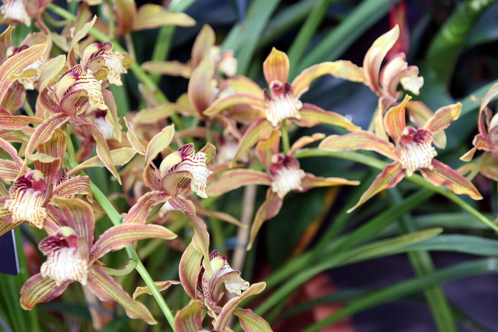 orchidea Cymbidium tracyanum