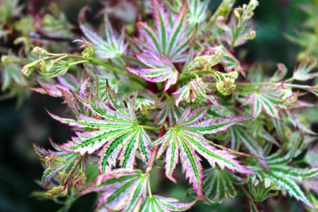 acero giapponese maple 'Higasa yama' Â©Alessandro Biagioli