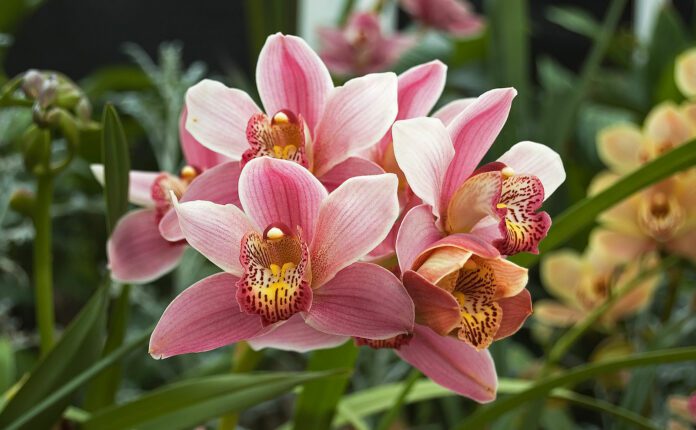 cymbidium orchidea inverno