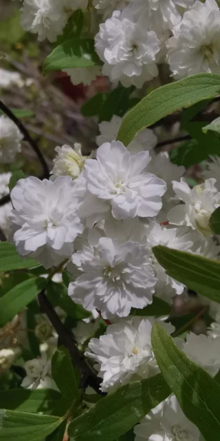 spirea cantoniensis