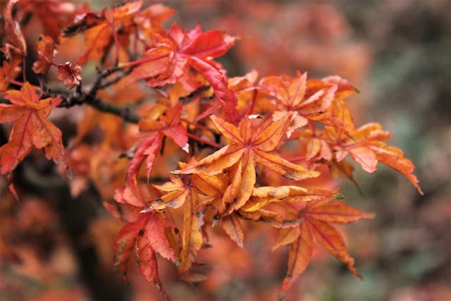 Shishigashira maple Â©Alessandro Biagioli