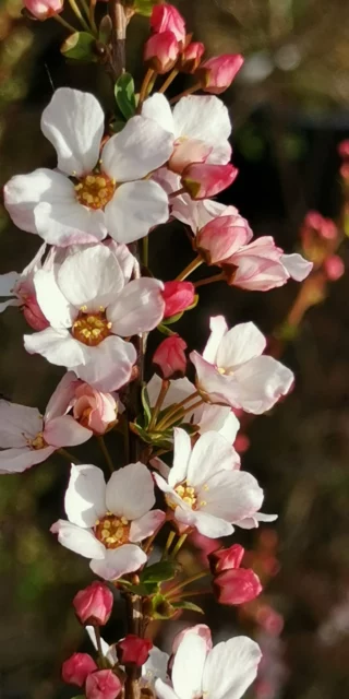 spirea thumbergii