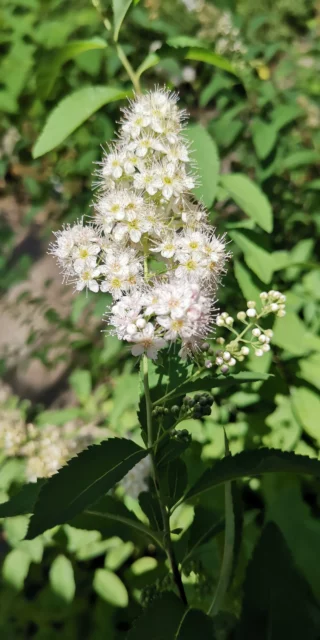 Spirea alba