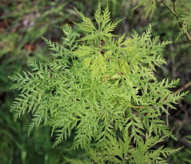 Acer palmatum Suisei (matsumurae,dissectum group) Â©Alessandro Biagioli