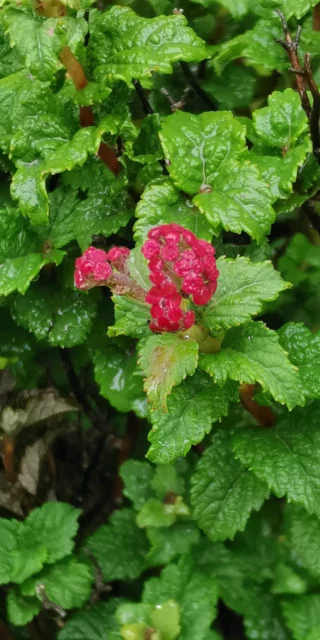 spirea bullata 