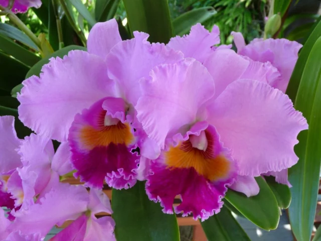 orchidea Cattleya