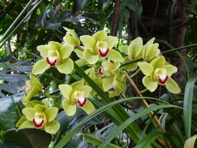 orchidea Cymbidium