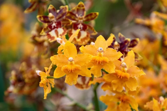 orchidee oncidium