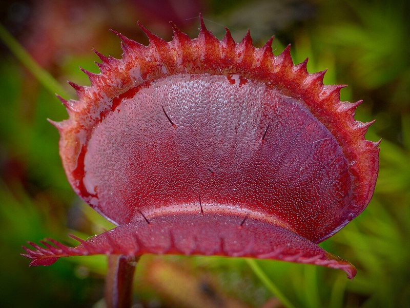 Dionaea 'Red Piranha'