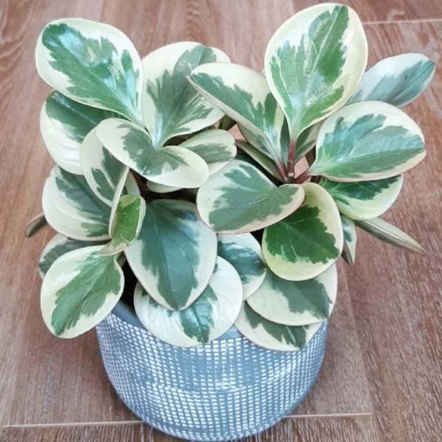 Peperomia obtusifolia 'Variegata' piante foglie variegate