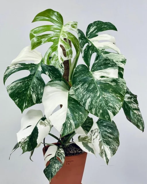 Monstera deliciosa âAlbovariegataâ Piante con foglie variegate