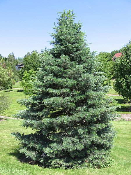 Abies concolor