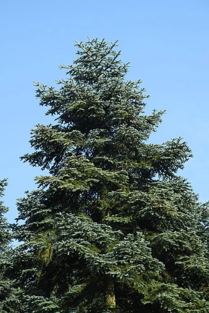 Abies procera