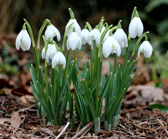 Galanthus nivalis