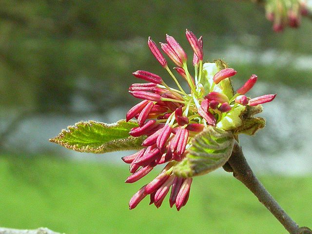 Parrotia persica fiori invernali