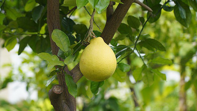 Citrus_maxima