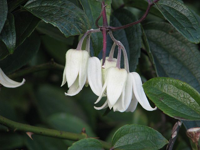 Clematis urophylla fiori invernali