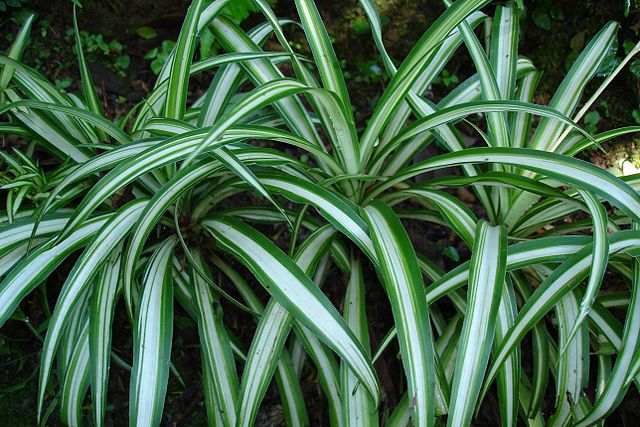 Chlorophytum comosum piante foglie variegate