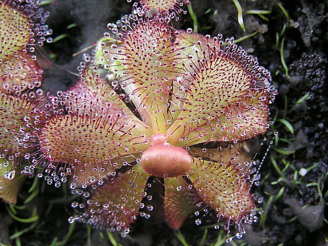 Drosera_hamiltonii