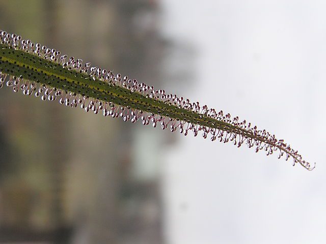 Drosera_regia