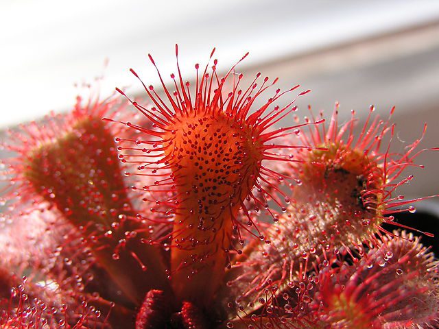 Drosera slackii