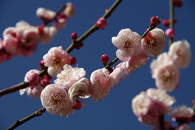 prunus mume