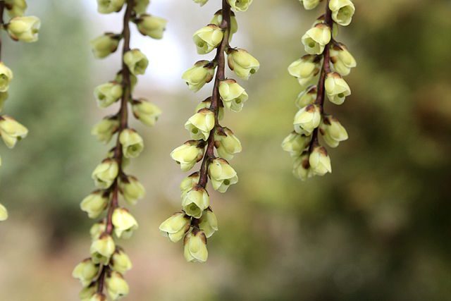 Fiori inverno Stachyurus praecox